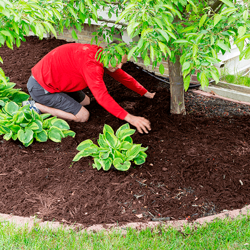 Mulch Installation