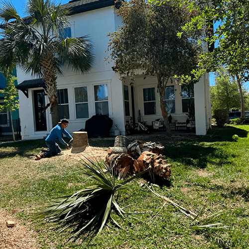 palm removal
