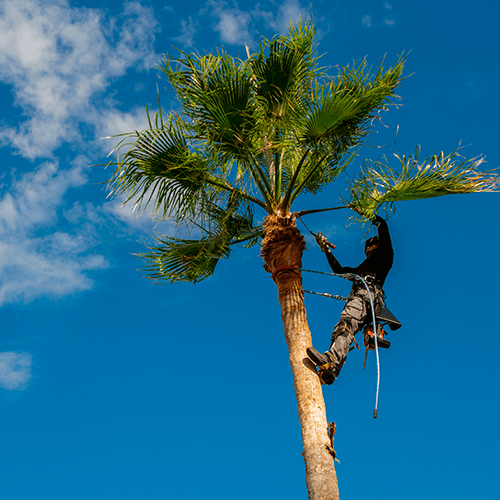 palm tree