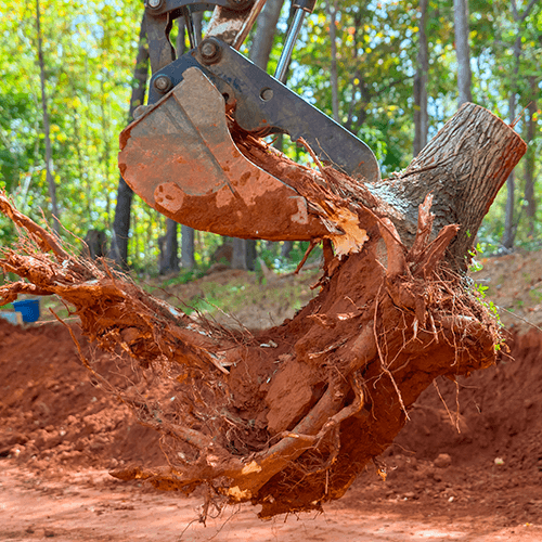 stump removal