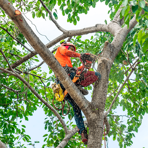 tree removal