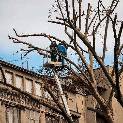 tree trimming
